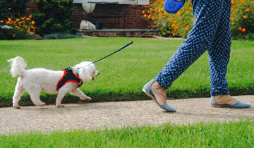 Traveling with Pets: Harnesses as a Safety Essential