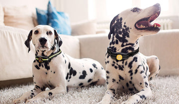 Safety First: Understanding Dog GPS Tracker Collars