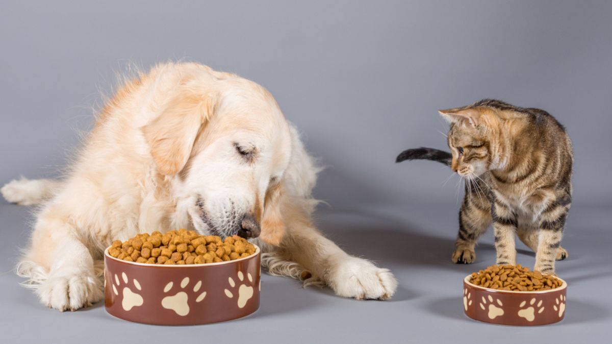 Wholesome Dining: A Guide to Selecting the Perfect Food Bowls for Your Beloved Pet