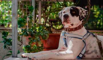 Training Instruments Deployed: Comparative Analysis of Collars and Harnesses