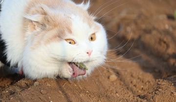 Understanding Cat Hairballs: Prevention, Remedies, and Dangers