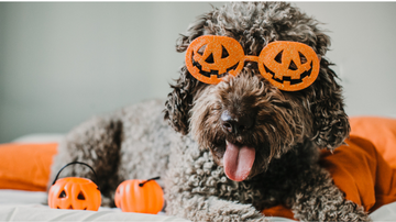 Frighteningly Fun: Teaching Your Dog Spooky Halloween Tricks for a Barktastic Time!