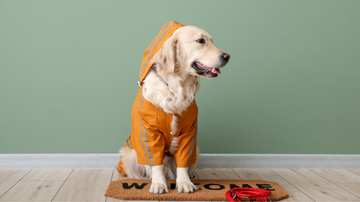 Essential Puppy Products: A Complete New Dog Owner's Shopping Guide