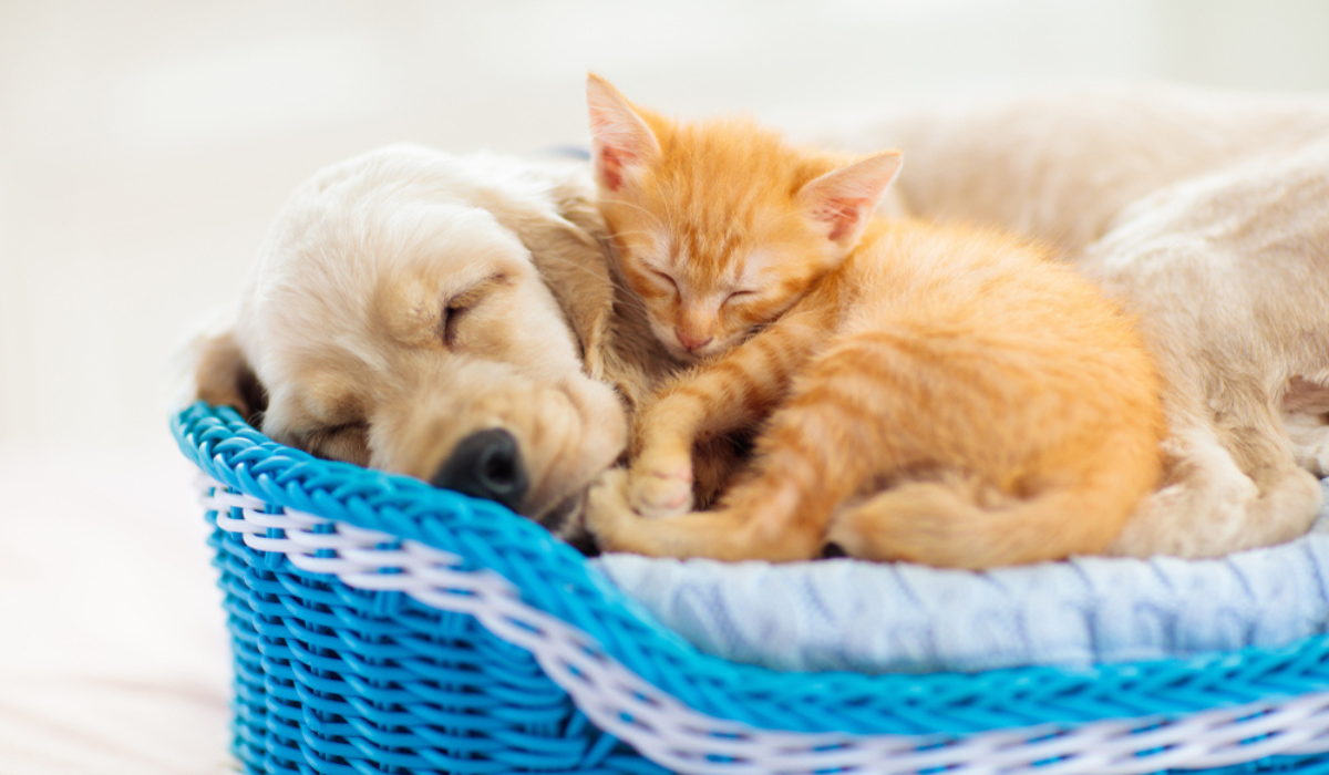 A Definitive Manual for Picking the Right Bedding for Cats and Dogs