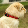 PetAffairs Functional Nylon Pet Dog Collar