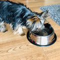 PetAffairs Stainless Steel Pet Bowl: Durable, Anti-Skid Feeder for Pet