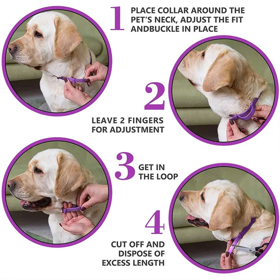 Promote Peaceful Moments with the Natural Calm Pet Calming Collar